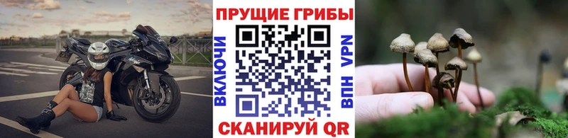 Галлюциногенные грибы Psilocybe  kraken ONION  Гремячинск 